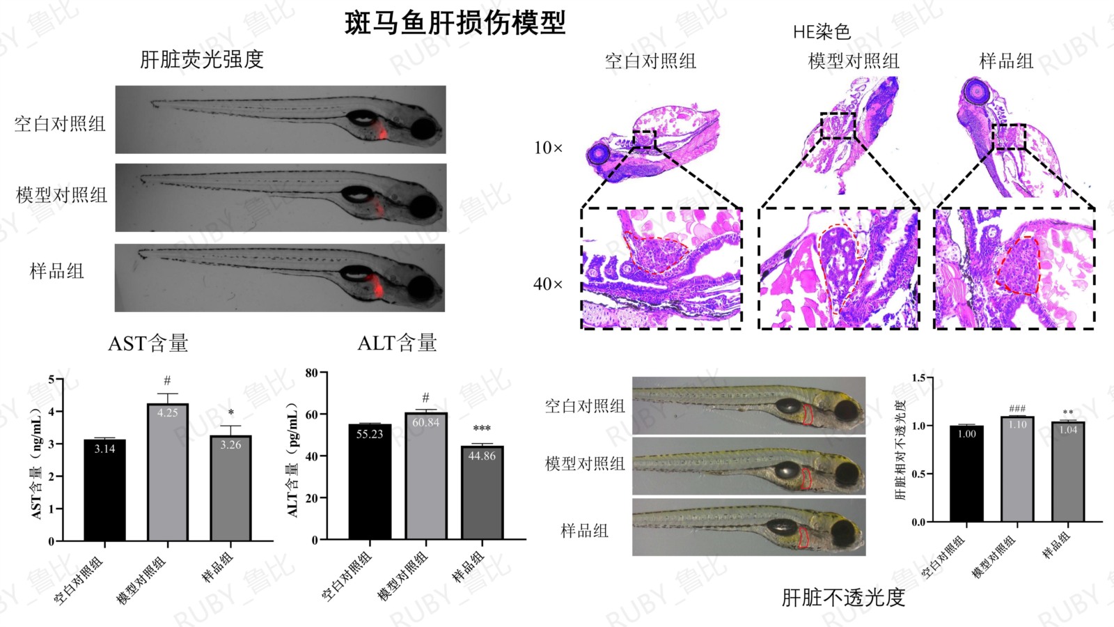 对化学性肝损伤有辅助保护作用