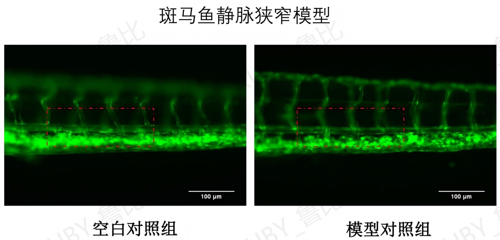 有助于维持血压健康水平