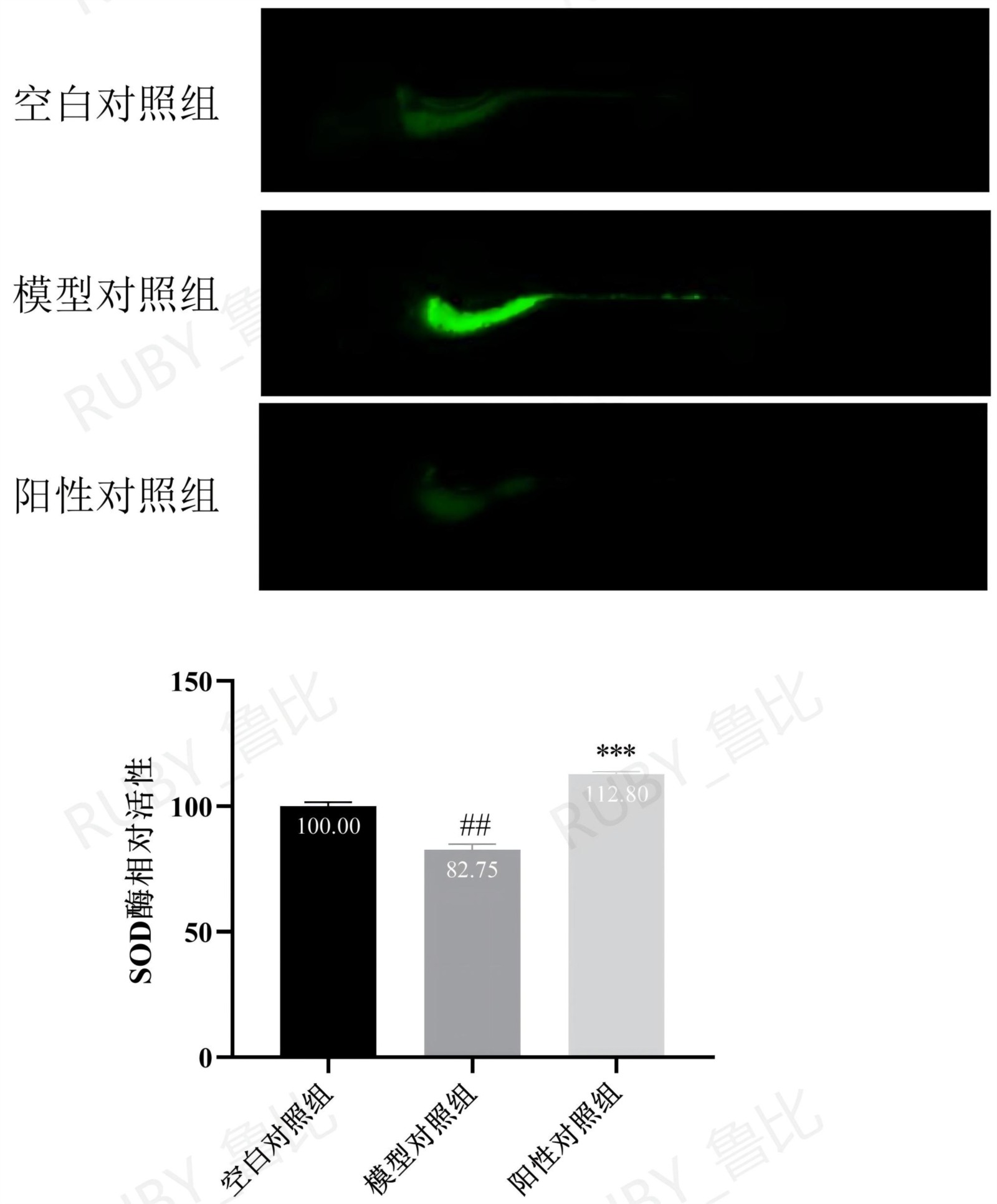 活性氧水平与超氧化物歧化酶活性