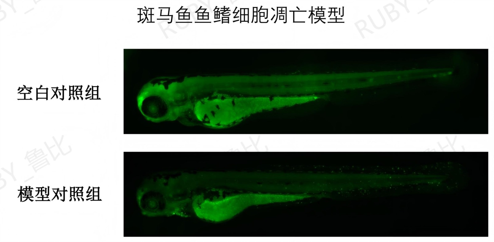 氧化应激引起的细胞凋亡
