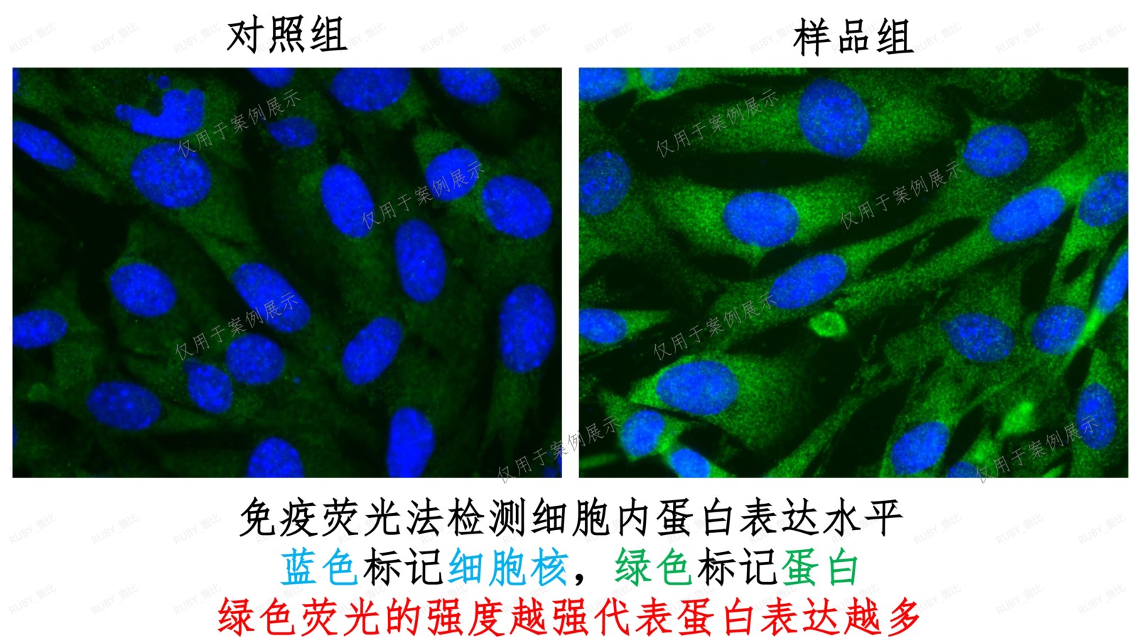 免疫荧光技术检测蛋白表达