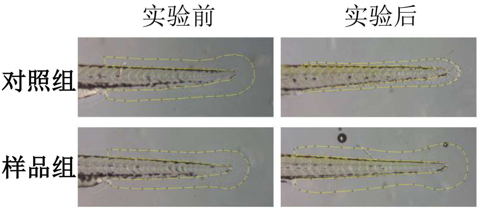 斑马鱼晒后修复