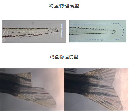 94d53dcd9a110ad498fb5e51dd34f41e.png